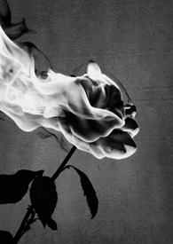 禁中非烟(1V1) 禁中非烟(1V1)